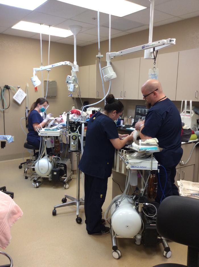 Arizona Veterinary Dental Specialists - Gilbert Logo