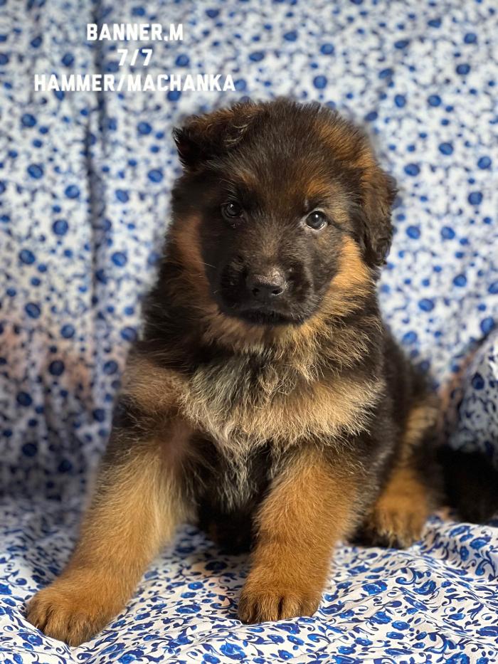 Blue River Kennels - Churubusco, IN