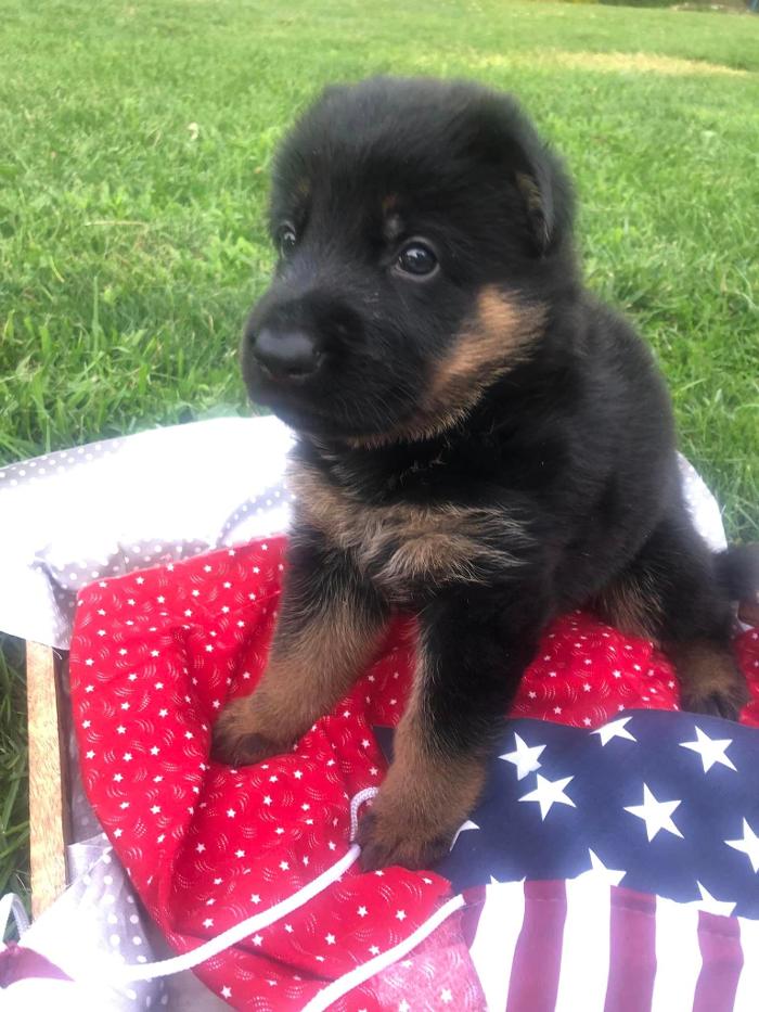 Blue River Kennels - Churubusco, IN