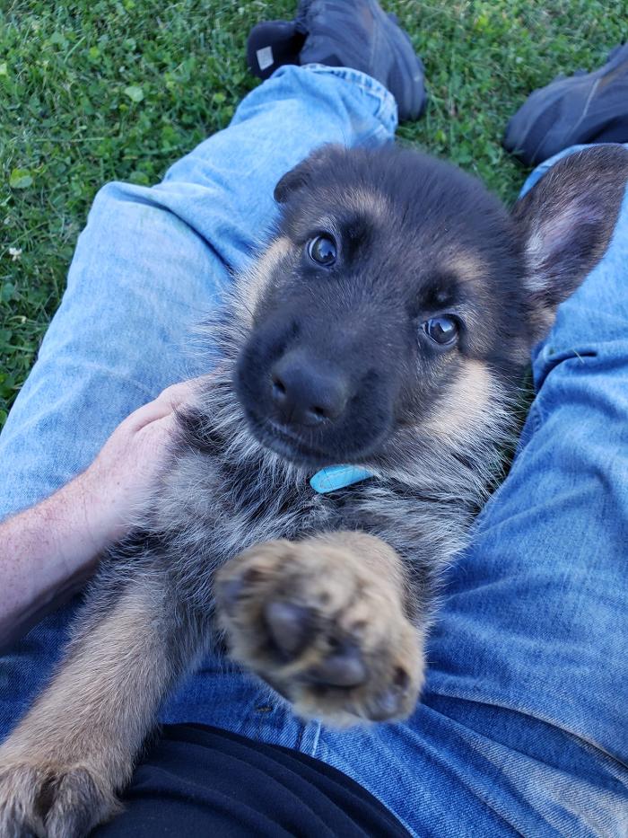 Blue River Kennels - Churubusco, IN