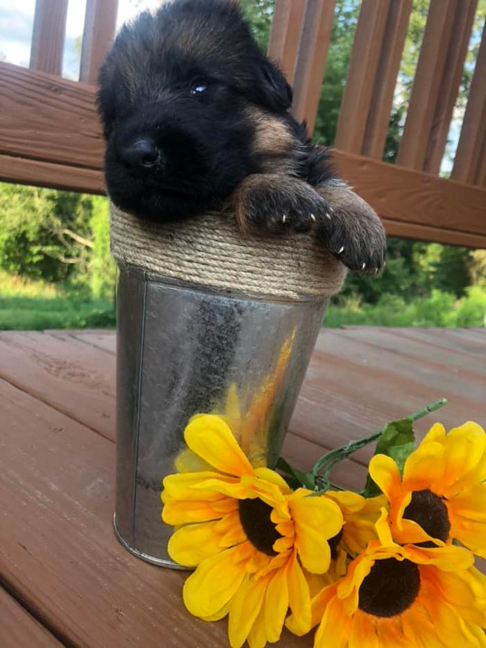 Blue River Kennels - Churubusco, IN