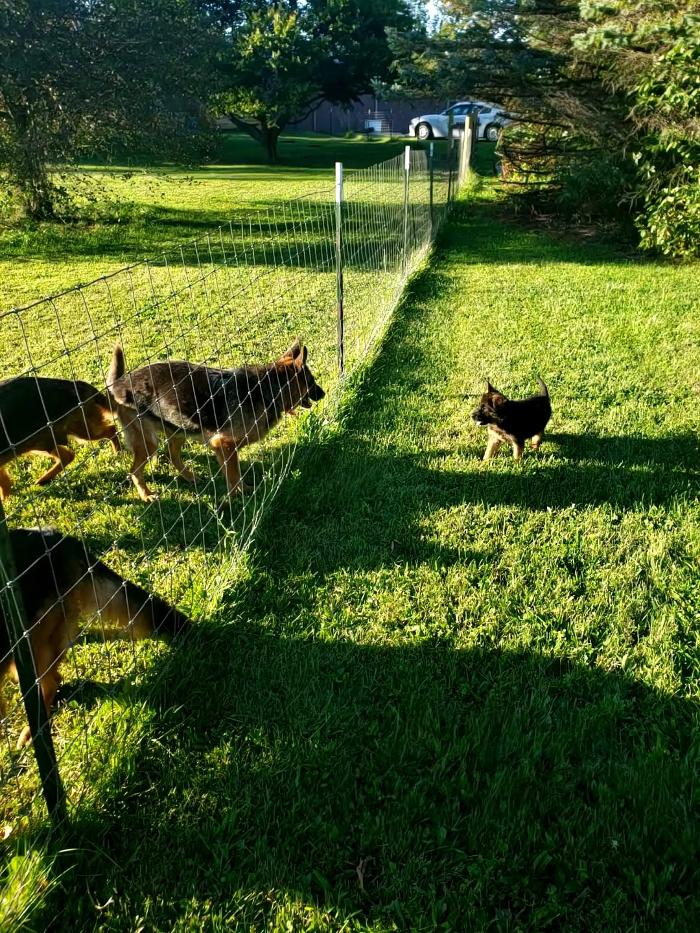 Blue River Kennels - Churubusco, IN