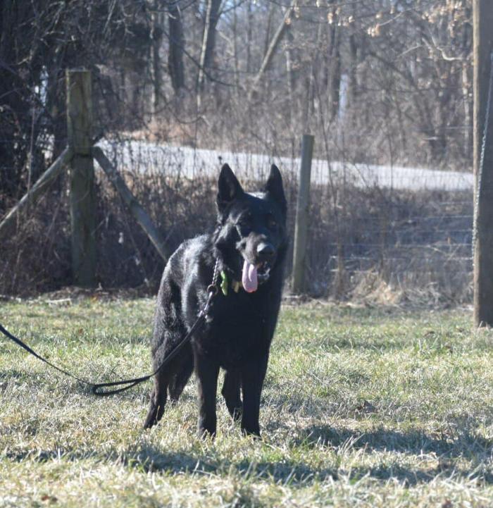 Blue River Kennels - Churubusco, IN