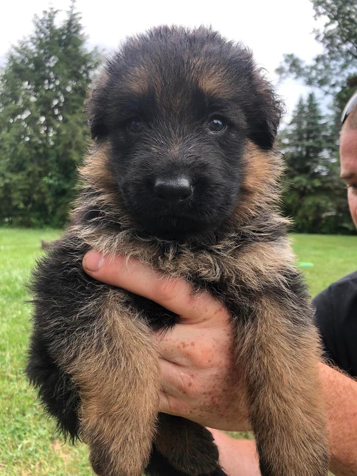 Blue River Kennels - Churubusco, IN