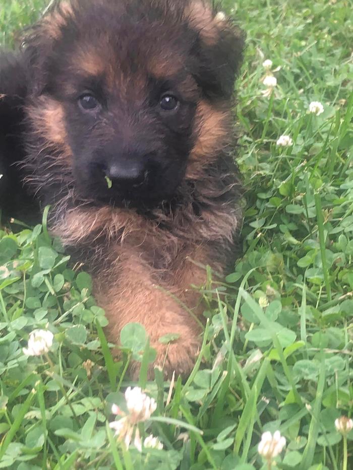 Blue River Kennels - Churubusco, IN