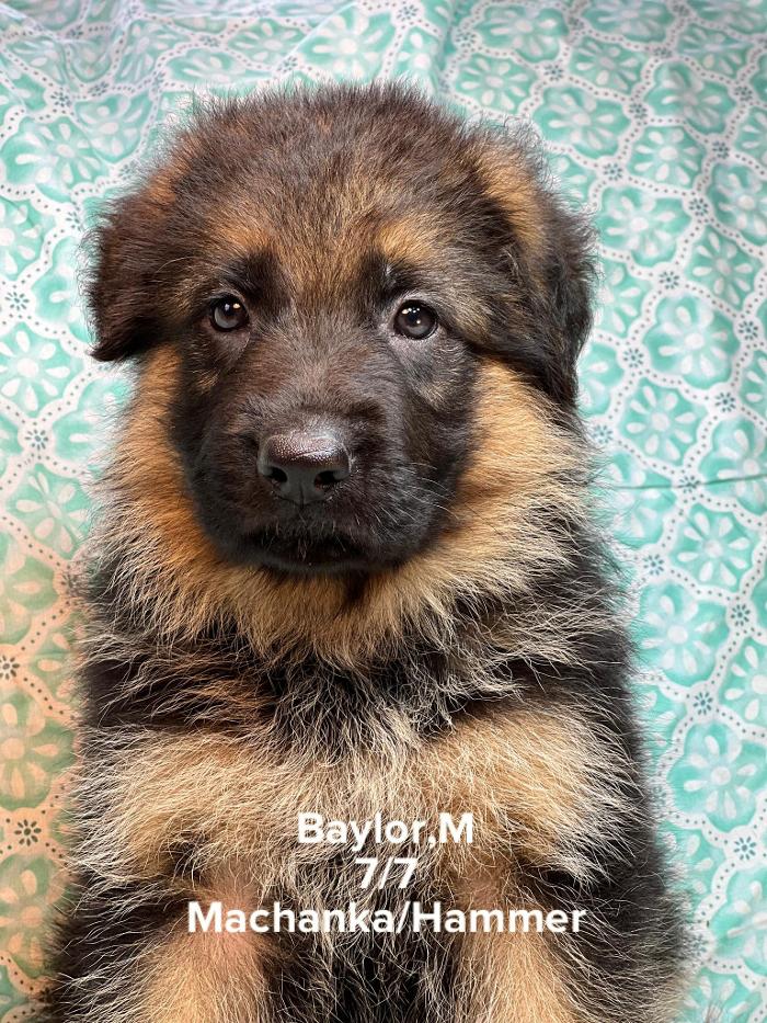 Blue River Kennels - Churubusco, IN