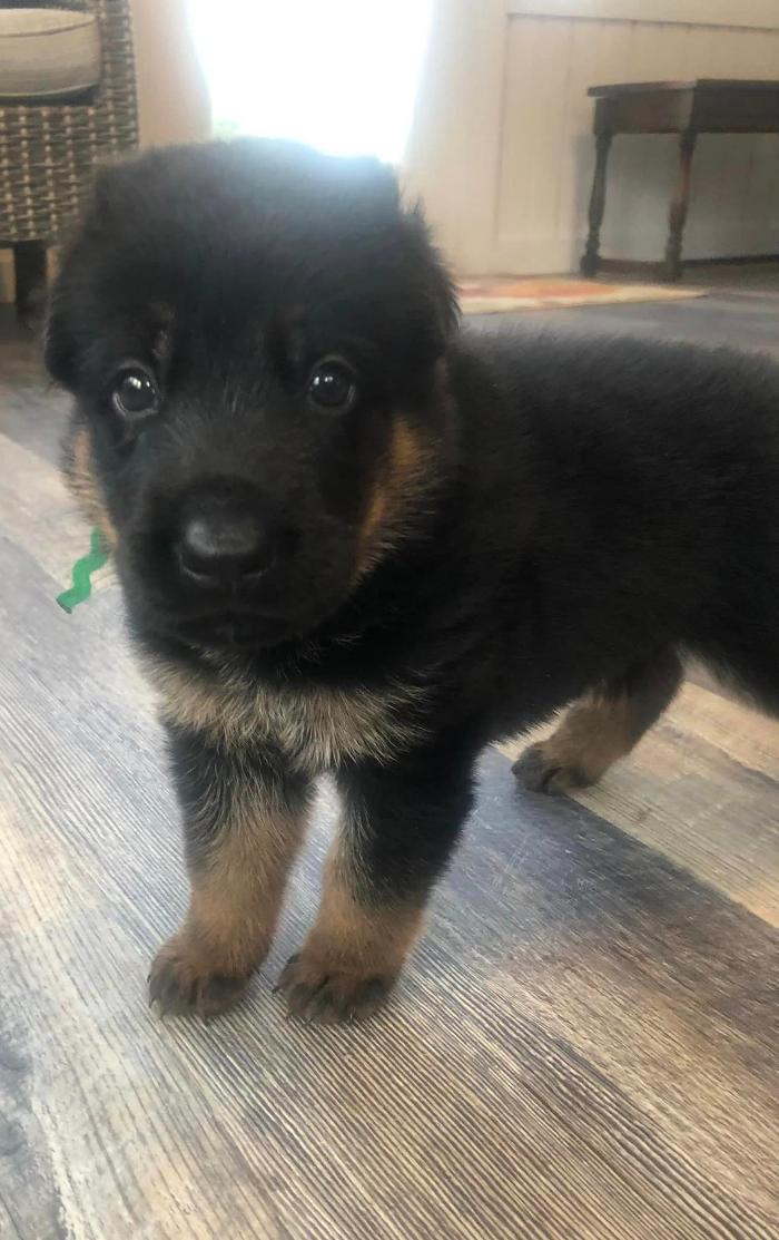 Blue River Kennels - Churubusco, IN