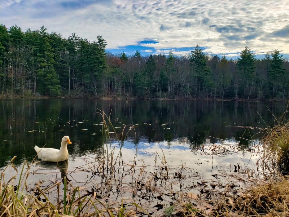 Pine Lake RV Resort & Cottages - Sturbridge, MA