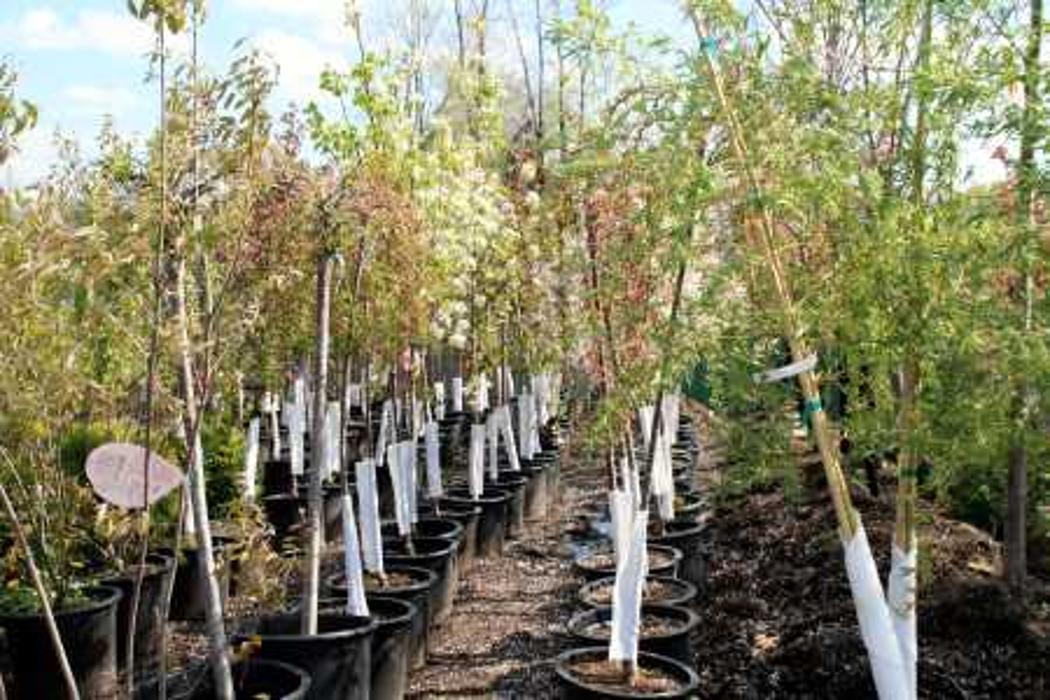 Thomas Landscape & Design, Inc. - Webster, NY