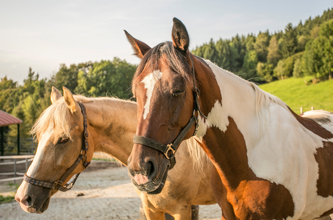 Wanderreithof Heimelsteiner, Wetzelsberg in Wetzelsberg