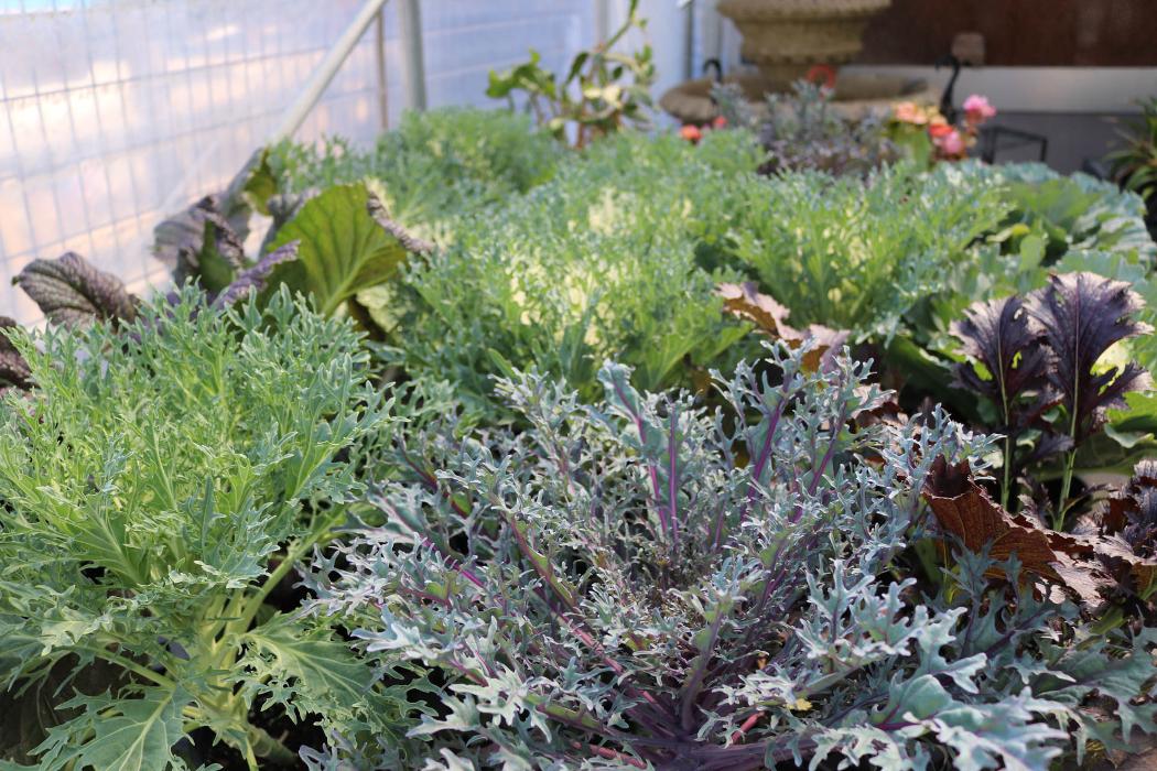 Breshear's Nursery & Greenhouse - Hot Springs National Park, AR