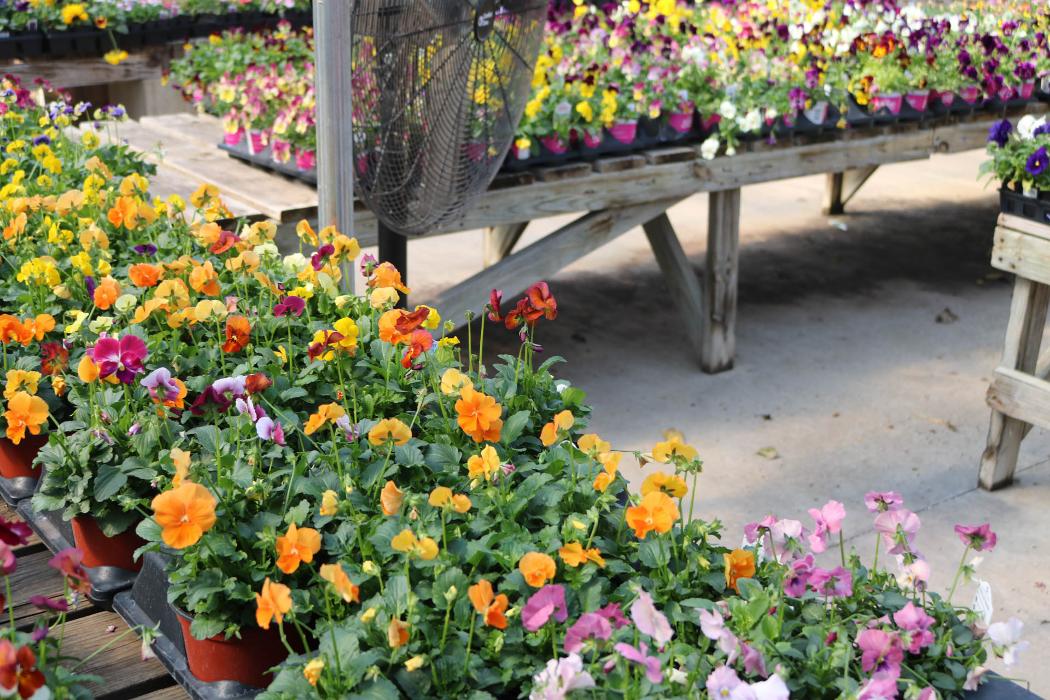 Breshear's Nursery & Greenhouse - Hot Springs National Park, AR