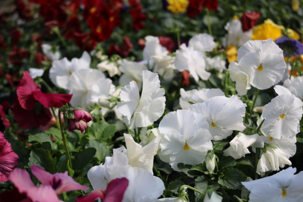 Breshear's Nursery & Greenhouse - Hot Springs National Park, AR