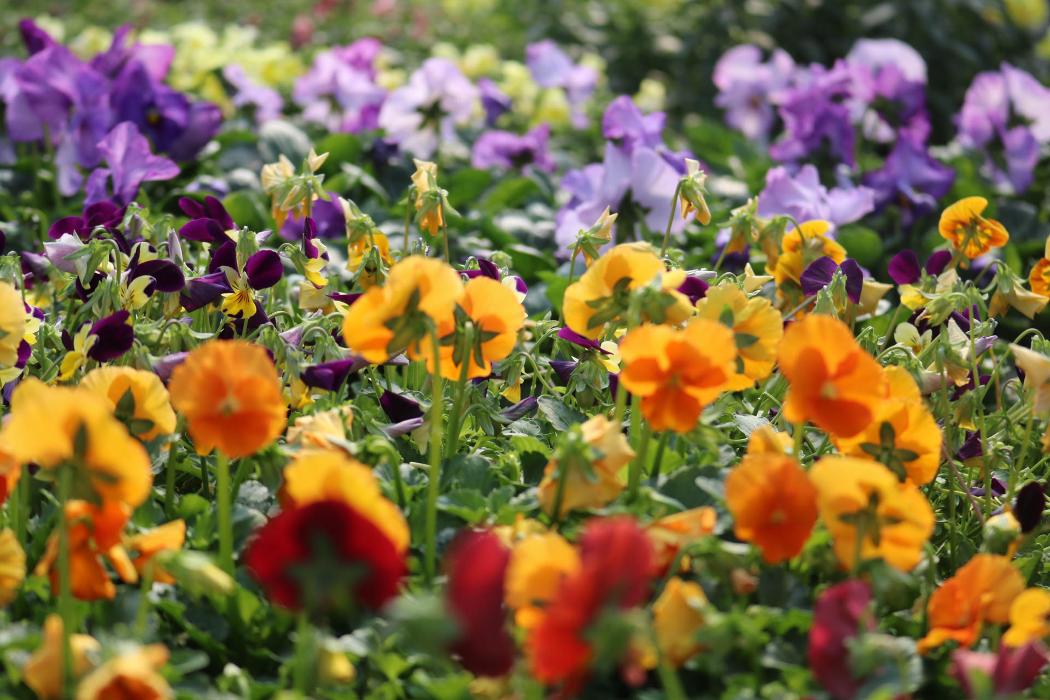 Breshear's Nursery & Greenhouse - Hot Springs National Park, AR