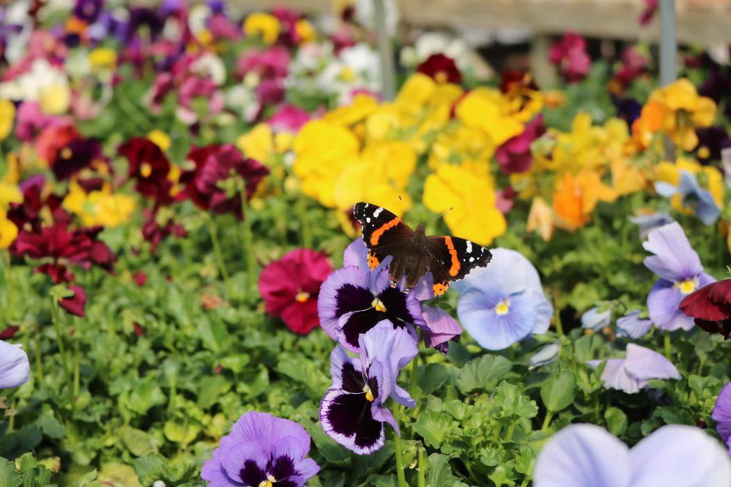 Breshear's Nursery & Greenhouse - Hot Springs National Park, AR