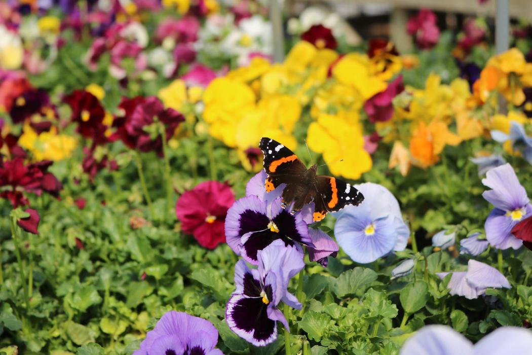 Breshear's Nursery & Greenhouse - Hot Springs National Park, AR