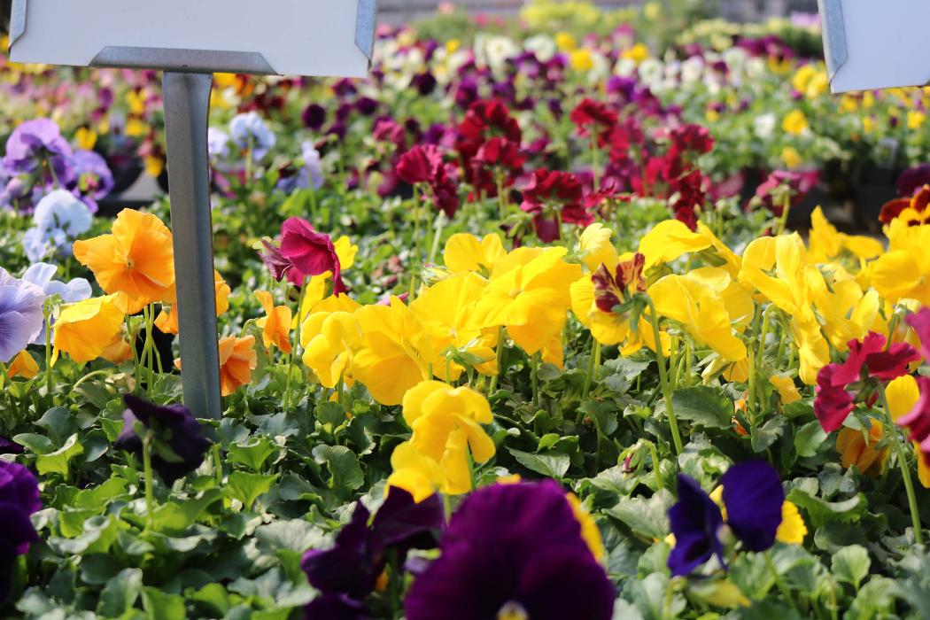 Breshear's Nursery & Greenhouse - Hot Springs National Park, AR