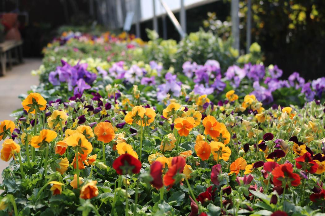 Breshear's Nursery & Greenhouse - Hot Springs National Park, AR
