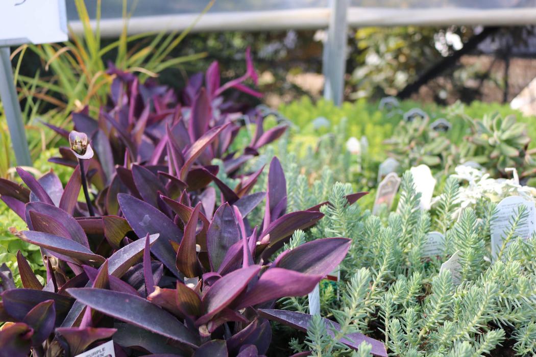 Breshear's Nursery & Greenhouse - Hot Springs National Park, AR