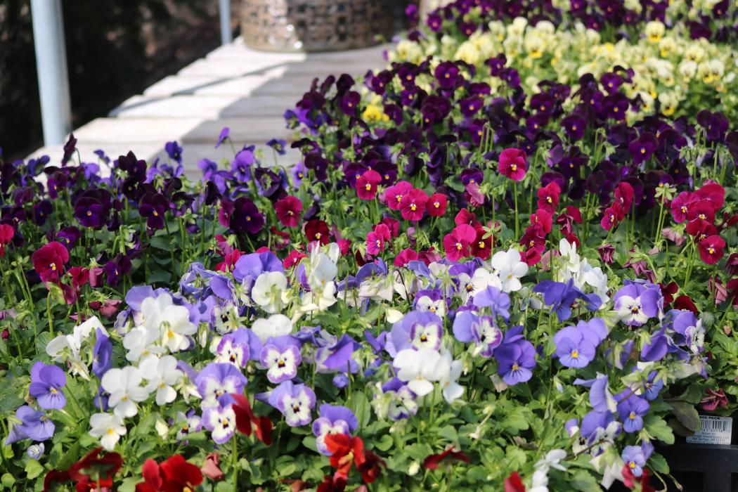Breshear's Nursery & Greenhouse - Hot Springs National Park, AR