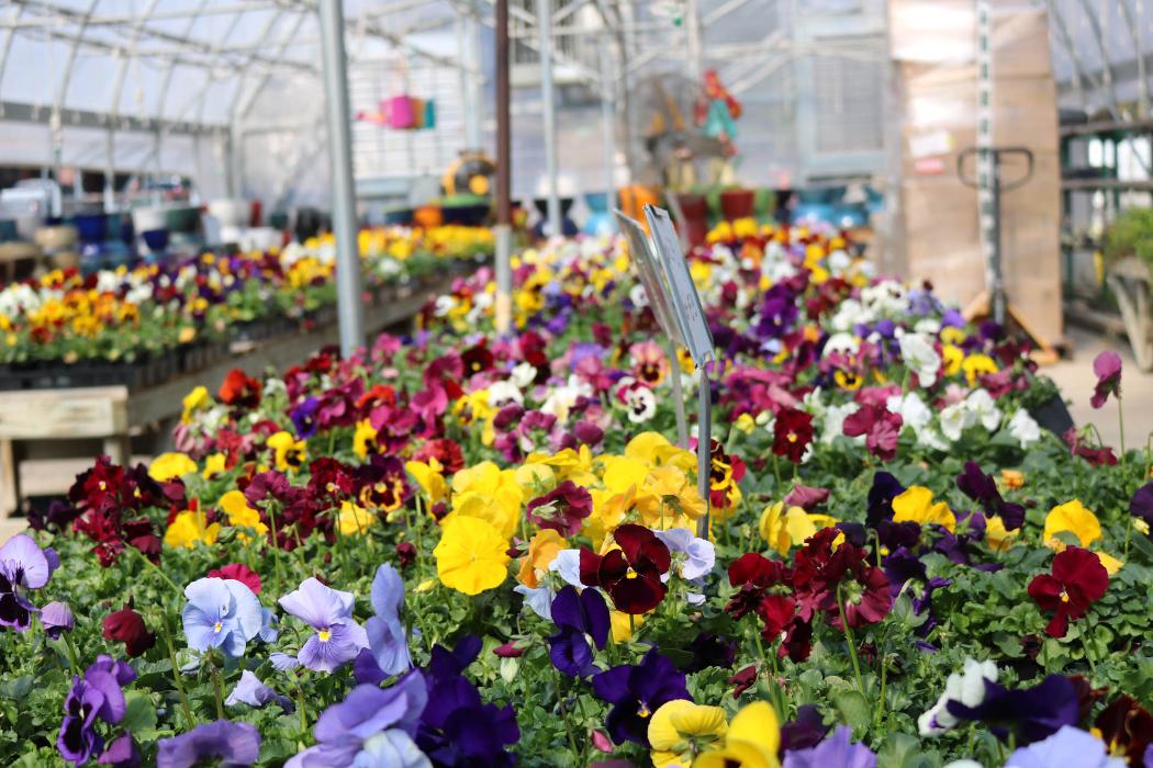 Breshear's Nursery & Greenhouse - Hot Springs National Park, AR
