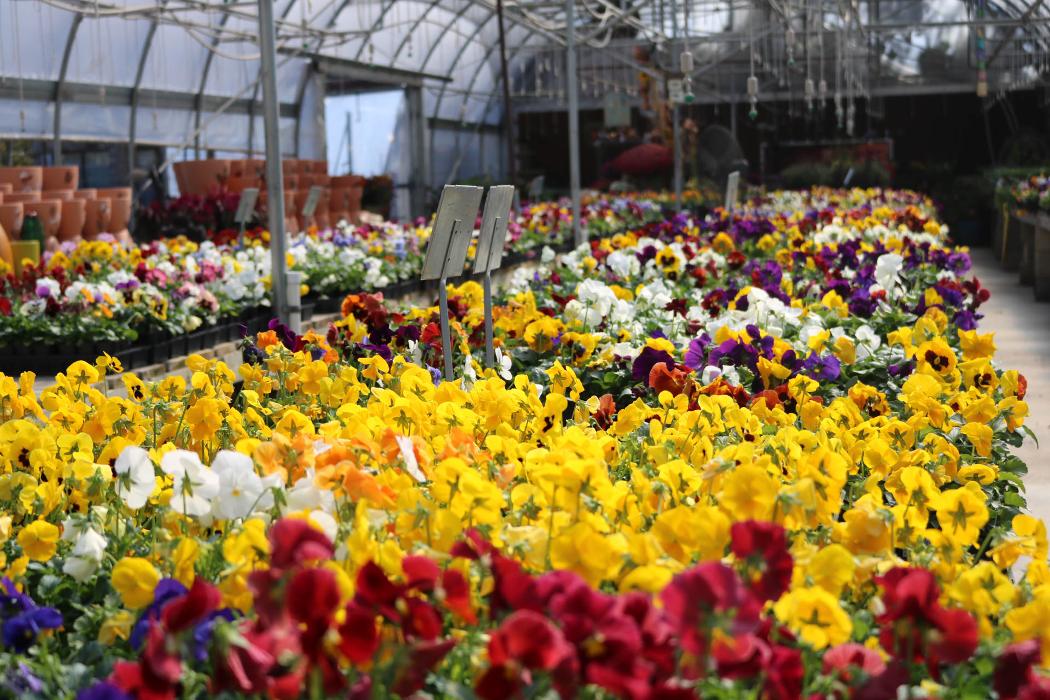 Breshear's Nursery & Greenhouse - Hot Springs National Park, AR
