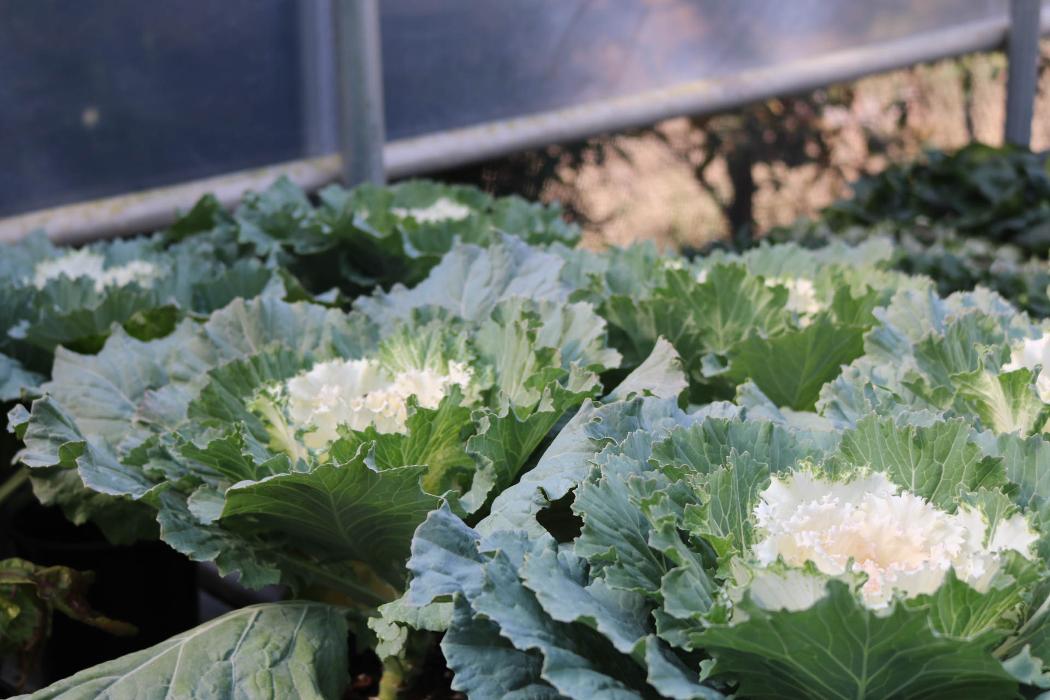 Breshear's Nursery & Greenhouse - Hot Springs National Park, AR