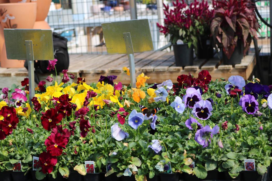 Breshear's Nursery & Greenhouse - Hot Springs National Park, AR