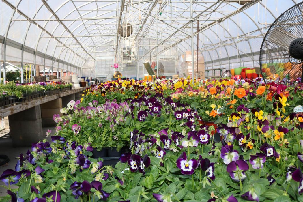 Breshear's Nursery & Greenhouse - Hot Springs National Park, AR