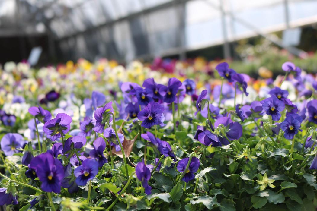 Breshear's Nursery & Greenhouse - Hot Springs National Park, AR