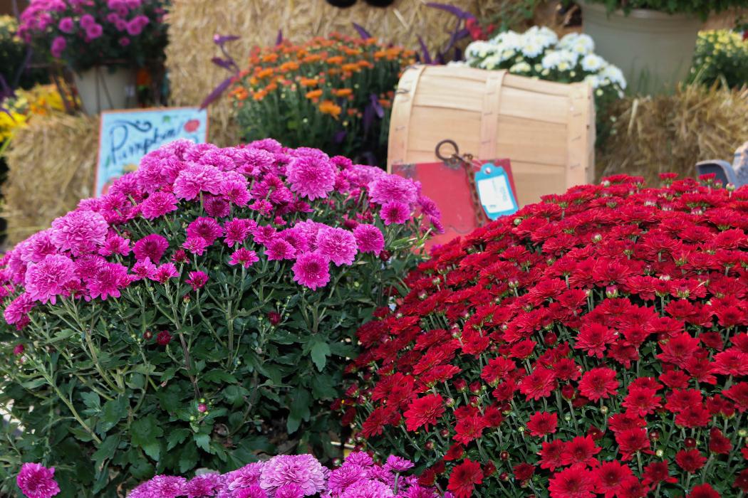 Breshear's Nursery & Greenhouse - Hot Springs National Park, AR