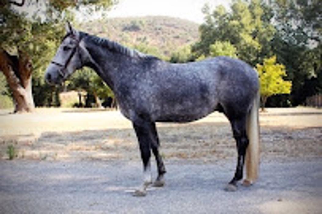 High Meadow Ranch - Solvang, CA