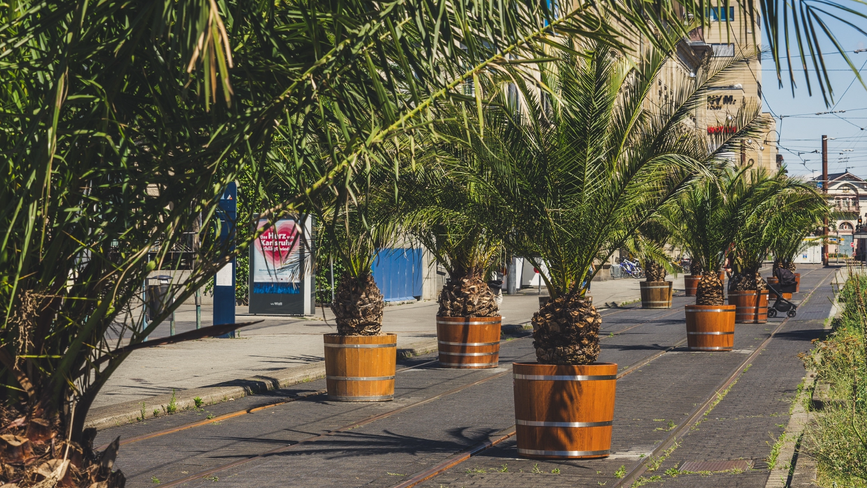 Medi-Plant Karlsruhe, Lachenweg in Karlsruhe