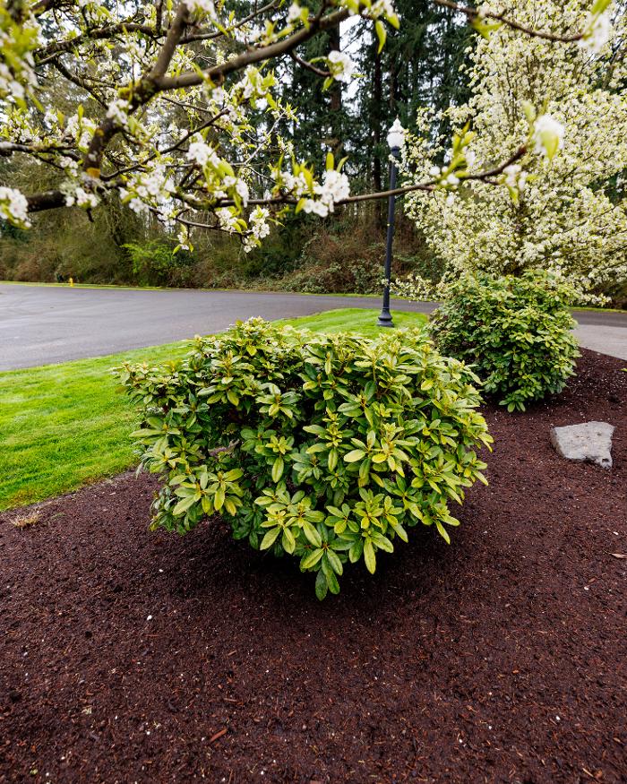 Simple Lawns & Landscape Design - Vancouver, WA