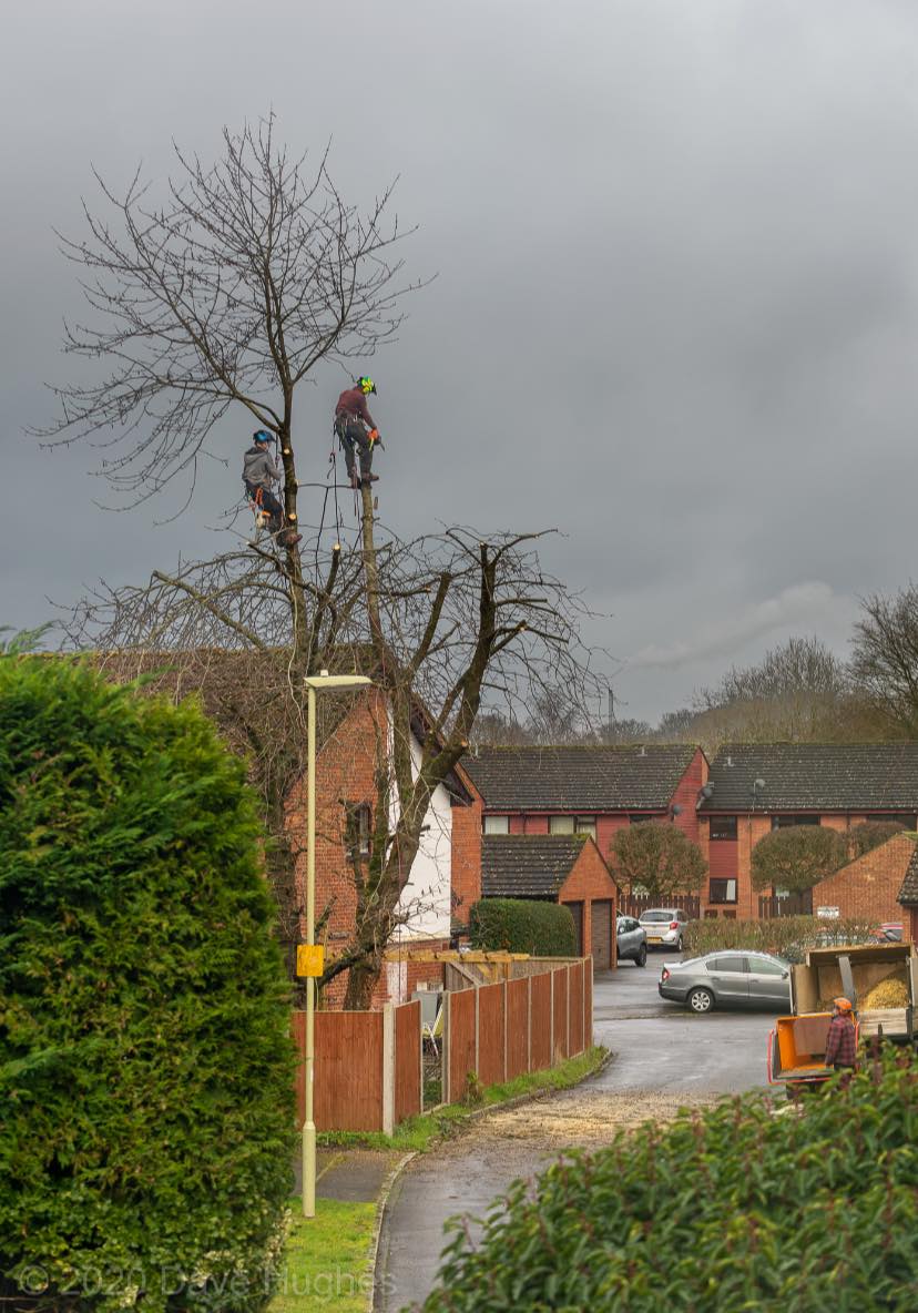 Monster Tree Services Basingstoke 07872 567381