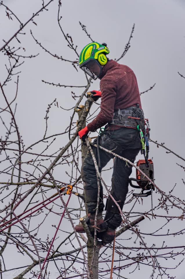 Monster Tree Services Basingstoke 07872 567381