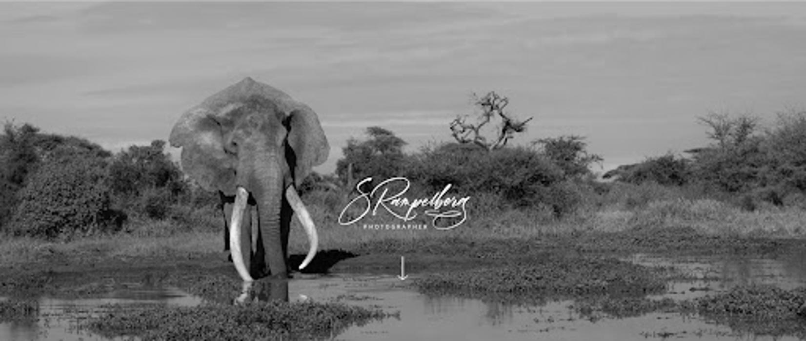S Rampelberg Photography - Palm Harbor, FL