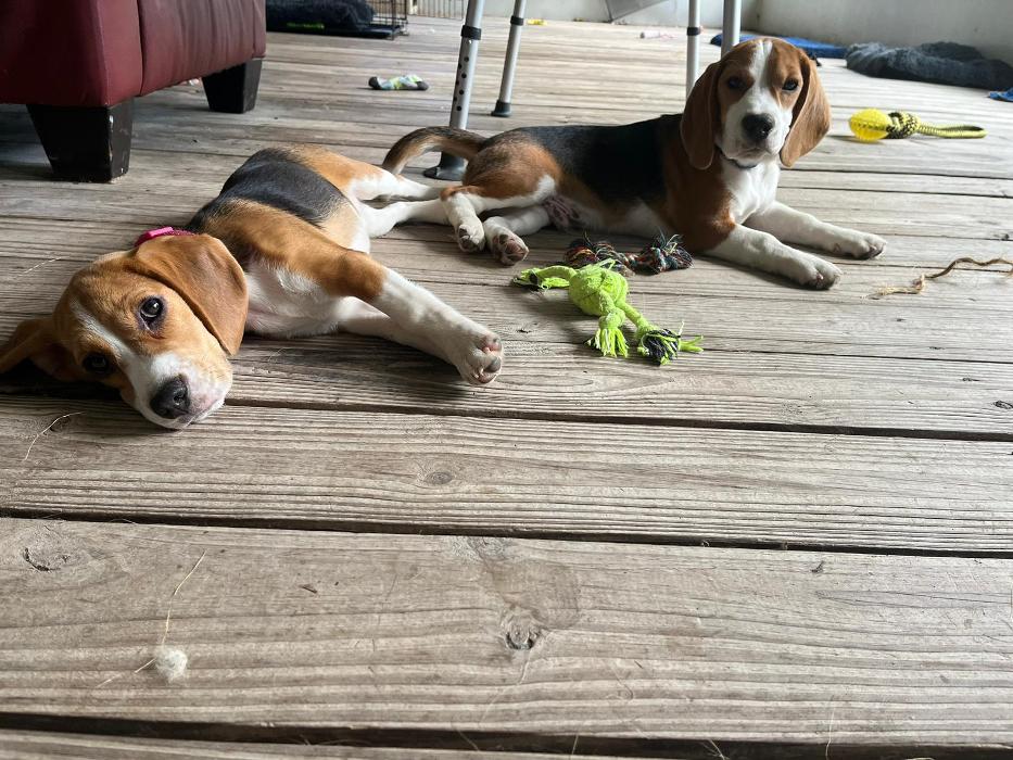 Dogwise Academy - Sheridan, WY