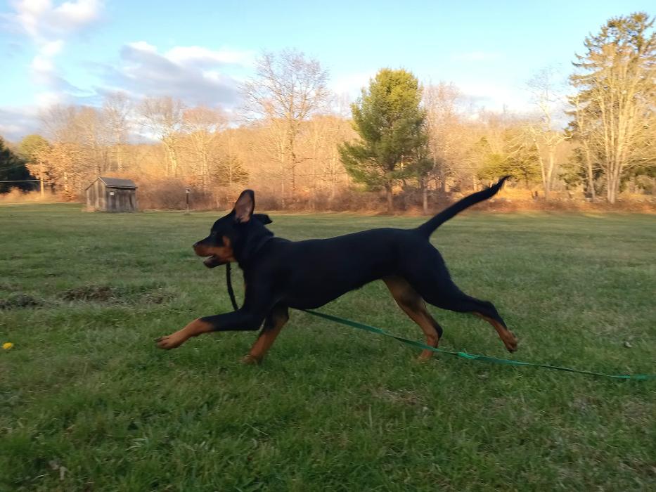 Dogwise Academy - Sheridan, WY