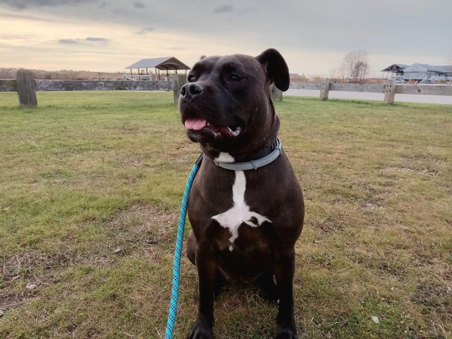 Dogwise Academy - Sheridan, WY