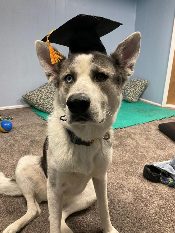 Dogwise Academy - Sheridan, WY