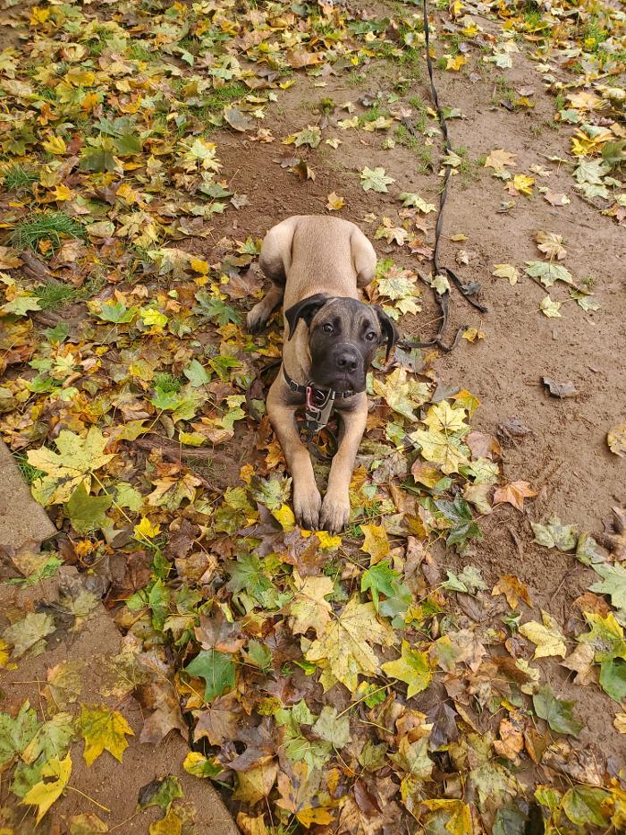 Dogwise Academy - Sheridan, WY