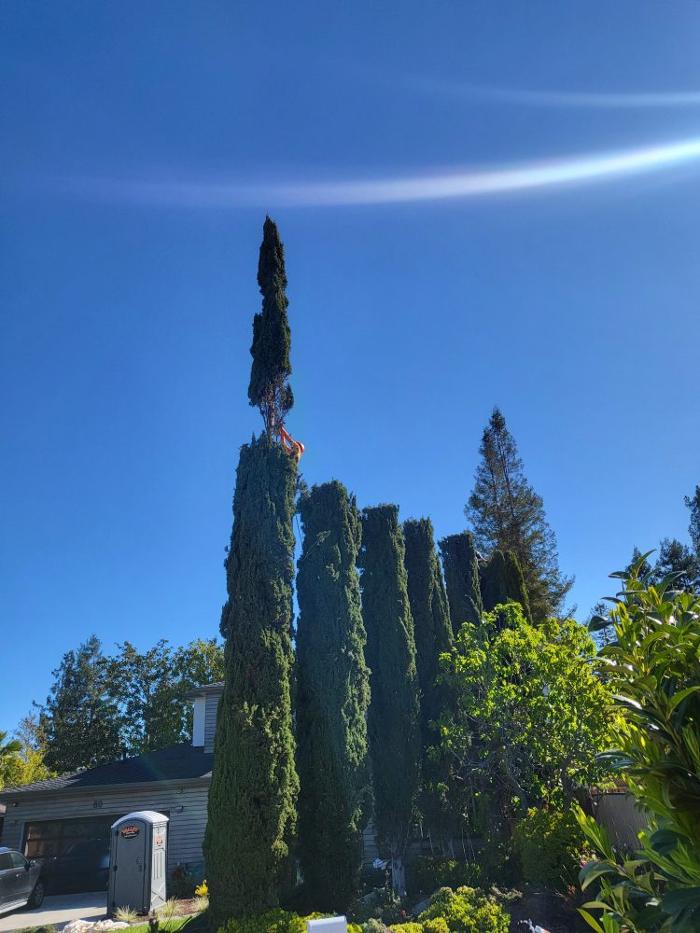 Cavara Tree Service Inc - Redwood City, CA
