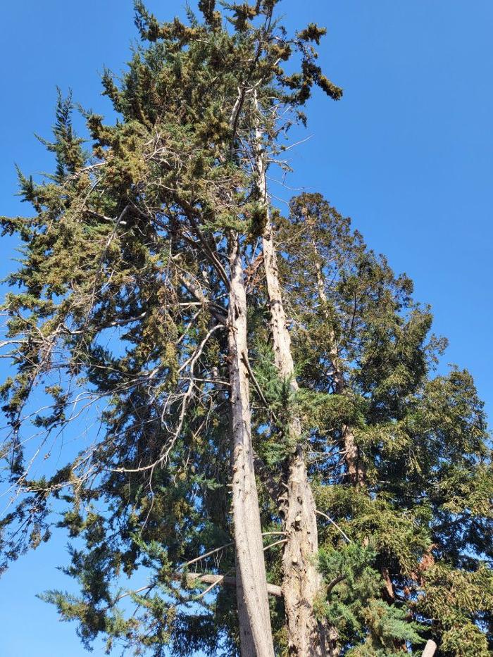 Cavara Tree Service Inc - Redwood City, CA