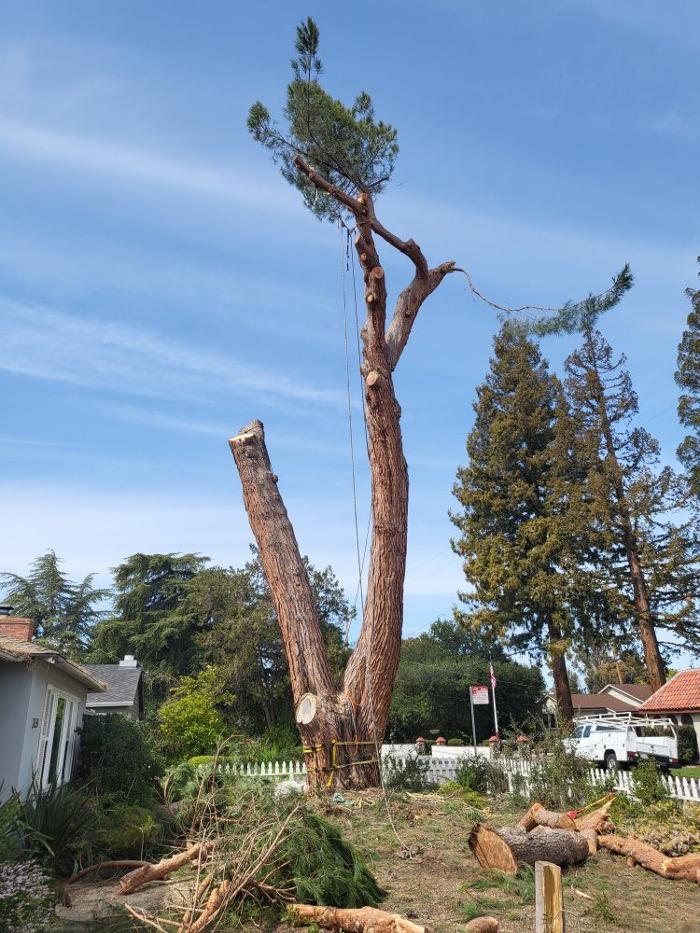 Cavara Tree Service Inc - Redwood City, CA