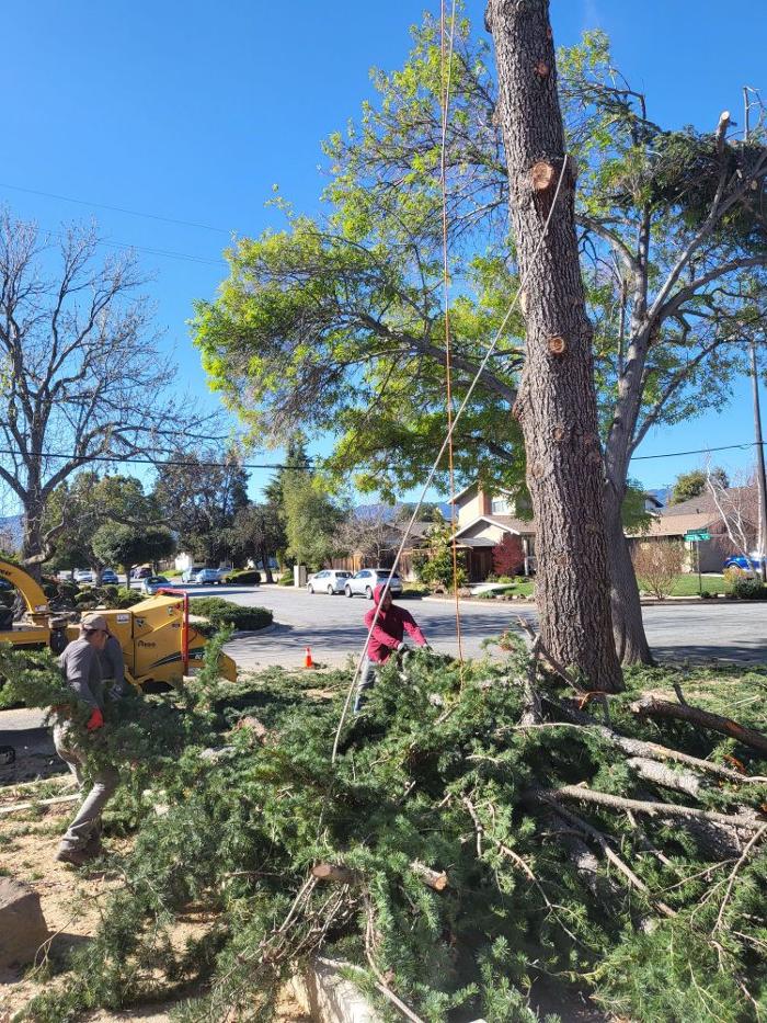 Cavara Tree Service Inc - Redwood City, CA