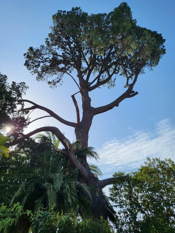 Cavara Tree Service Inc - Redwood City, CA