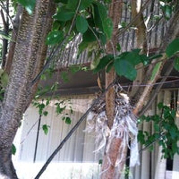 Long Island Cares - Hauppauge, NY