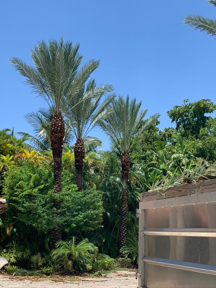 Central Lawn Maintenance - Fort Lauderdale, FL