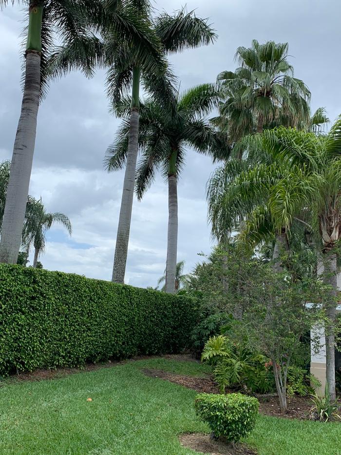 Central Lawn Maintenance - Fort Lauderdale, FL